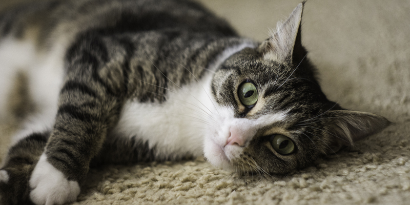 Tutto sul gatto in calore tra sintomi, durata e consigli utili