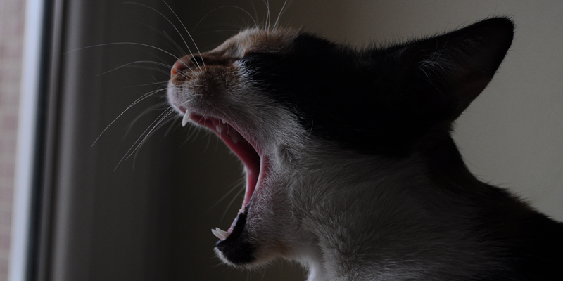 Il gatto miagola di notte? Scopri i motivi e le soluzioni