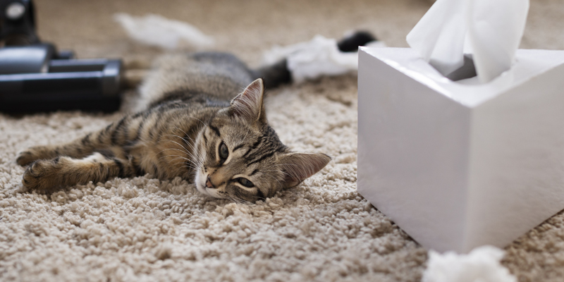 Il tuo gatto starnutisce? Scopri cause e soluzioni efficaci
