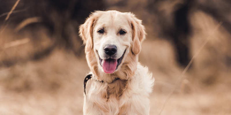 Scopriamo i Golden Retriever, tra dolcezza, intelligenza ed amore infinito