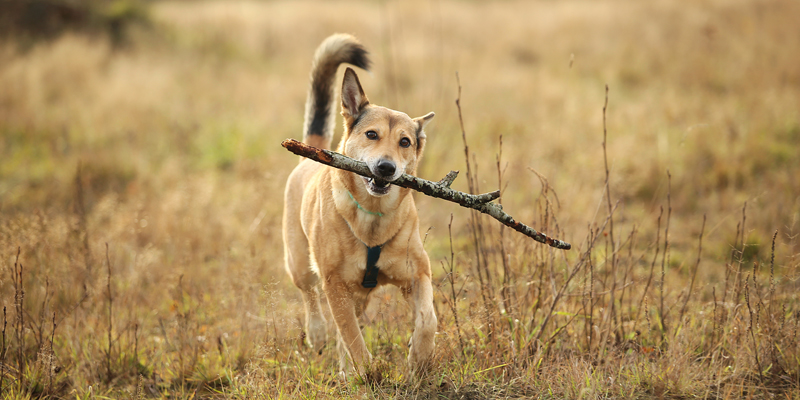 Come scegliere il miglior mangime per cani da caccia