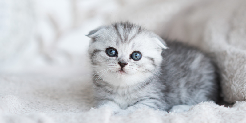 Nomi per gattine: idee dolci e originali per la tua nuova amica