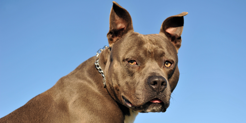Pitbull: carattere, aspetto e verità su una razza spesso fraintesa