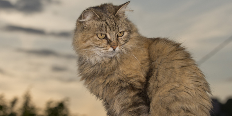 Bobtail americano: il gatto dalla coda corta dal carattere sorprendente