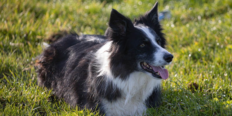 Border Collie: intelligenza, energia e cuore in un cane straordinario