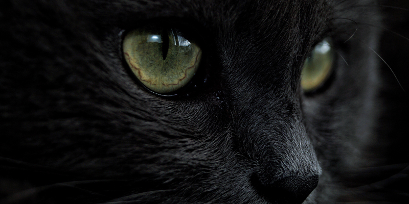 Come vedono i gatti? Scopri la loro affascinante visione del mondo - 1