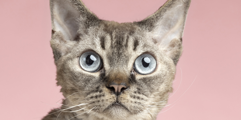 Come vedono i gatti? Scopri la loro affascinante visione del mondo