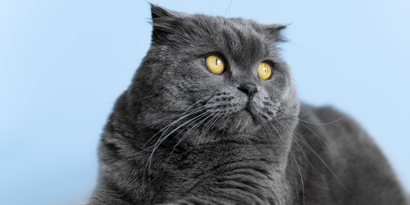 Scopri il gatto Certosino, il gatto grigio dal pelo vellutato
